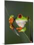 Red-Eyed Tree Frog-Adam Jones-Mounted Photographic Print