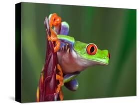 Red-Eyed Tree Frog-Adam Jones-Stretched Canvas