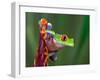 Red-Eyed Tree Frog-Adam Jones-Framed Photographic Print