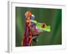 Red-Eyed Tree Frog-Adam Jones-Framed Photographic Print