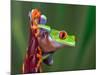 Red-Eyed Tree Frog-Adam Jones-Mounted Photographic Print