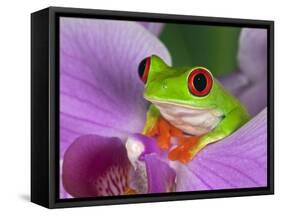 Red-Eyed Tree Frog-Adam Jones-Framed Stretched Canvas