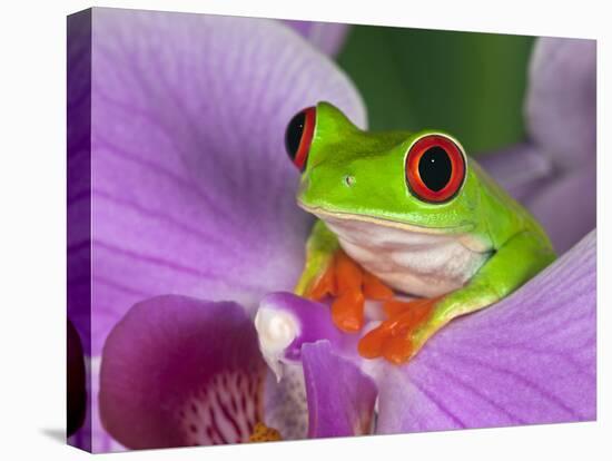 Red-Eyed Tree Frog-Adam Jones-Stretched Canvas
