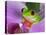 Red-Eyed Tree Frog-Adam Jones-Stretched Canvas
