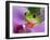 Red-Eyed Tree Frog-Adam Jones-Framed Premium Photographic Print