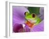 Red-Eyed Tree Frog-Adam Jones-Framed Premium Photographic Print