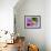 Red-Eyed Tree Frog-Adam Jones-Framed Photographic Print displayed on a wall