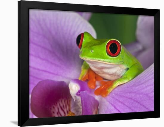 Red-Eyed Tree Frog-Adam Jones-Framed Photographic Print