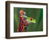 Red-Eyed Tree Frog-Adam Jones-Framed Photographic Print