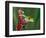 Red-Eyed Tree Frog-Adam Jones-Framed Photographic Print