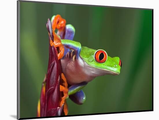 Red-Eyed Tree Frog-Adam Jones-Mounted Photographic Print