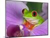 Red-Eyed Tree Frog-Adam Jones-Mounted Photographic Print