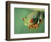 Red Eyed Tree Frog-Frans Lemmens-Framed Photographic Print