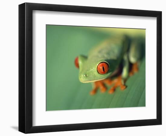 Red Eyed Tree Frog-Frans Lemmens-Framed Photographic Print