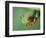 Red Eyed Tree Frog-Frans Lemmens-Framed Photographic Print