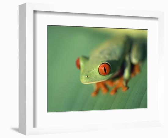 Red Eyed Tree Frog-Frans Lemmens-Framed Photographic Print