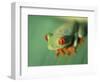 Red Eyed Tree Frog-Frans Lemmens-Framed Photographic Print