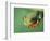 Red Eyed Tree Frog-Frans Lemmens-Framed Photographic Print