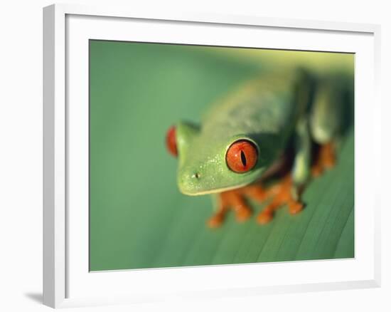 Red Eyed Tree Frog-Frans Lemmens-Framed Photographic Print