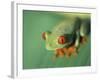 Red Eyed Tree Frog-Frans Lemmens-Framed Photographic Print