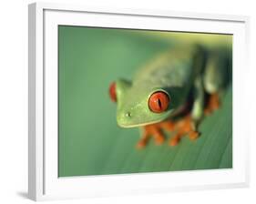 Red Eyed Tree Frog-Frans Lemmens-Framed Photographic Print