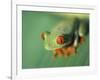 Red Eyed Tree Frog-Frans Lemmens-Framed Photographic Print