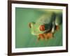 Red Eyed Tree Frog-Frans Lemmens-Framed Photographic Print