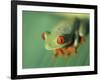 Red Eyed Tree Frog-Frans Lemmens-Framed Photographic Print