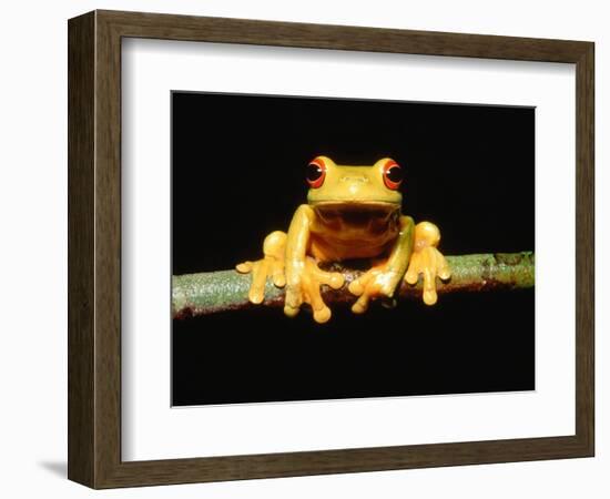 Red-eyed tree frog-Gary Bell-Framed Photographic Print