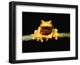 Red-eyed tree frog-Gary Bell-Framed Photographic Print