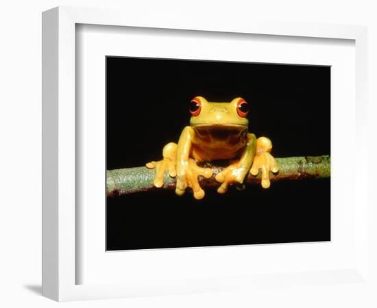 Red-eyed tree frog-Gary Bell-Framed Photographic Print