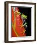 Red-eyed Tree Frog-Kevin Schafer-Framed Photographic Print