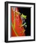 Red-eyed Tree Frog-Kevin Schafer-Framed Photographic Print