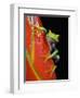 Red-eyed Tree Frog-Kevin Schafer-Framed Photographic Print