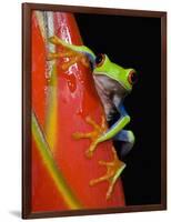 Red-eyed Tree Frog-Kevin Schafer-Framed Photographic Print