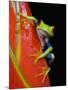 Red-eyed Tree Frog-Kevin Schafer-Mounted Photographic Print