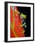 Red-eyed Tree Frog-Kevin Schafer-Framed Photographic Print