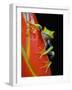 Red-eyed Tree Frog-Kevin Schafer-Framed Photographic Print