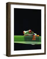 Red-Eyed Tree Frog-Chase Swift-Framed Photographic Print