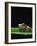 Red-Eyed Tree Frog-Chase Swift-Framed Photographic Print