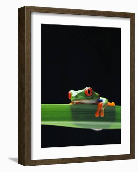 Red-Eyed Tree Frog-Chase Swift-Framed Photographic Print