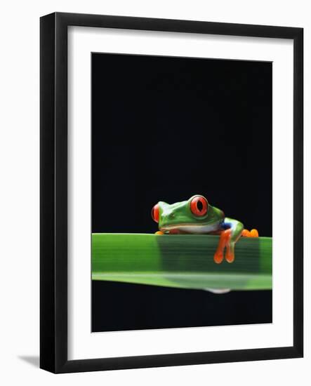 Red-Eyed Tree Frog-Chase Swift-Framed Photographic Print