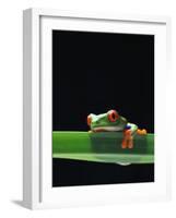 Red-Eyed Tree Frog-Chase Swift-Framed Photographic Print