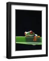 Red-Eyed Tree Frog-Chase Swift-Framed Photographic Print