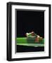 Red-Eyed Tree Frog-Chase Swift-Framed Photographic Print