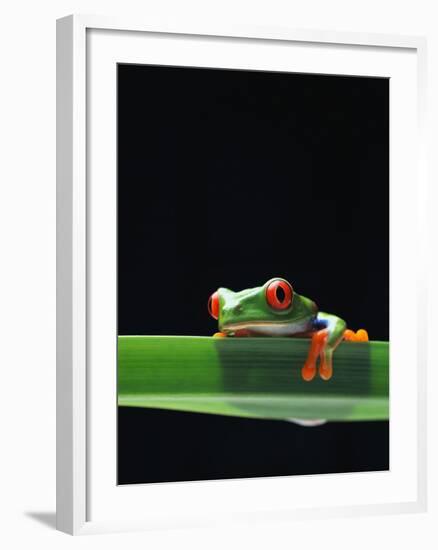 Red-Eyed Tree Frog-Chase Swift-Framed Photographic Print