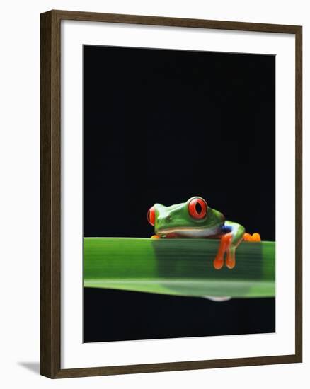 Red-Eyed Tree Frog-Chase Swift-Framed Photographic Print