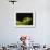 Red-Eyed Tree Frog-David Northcott-Framed Photographic Print displayed on a wall