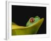 Red-Eyed Tree Frog-David Northcott-Framed Photographic Print