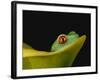 Red-Eyed Tree Frog-David Northcott-Framed Photographic Print